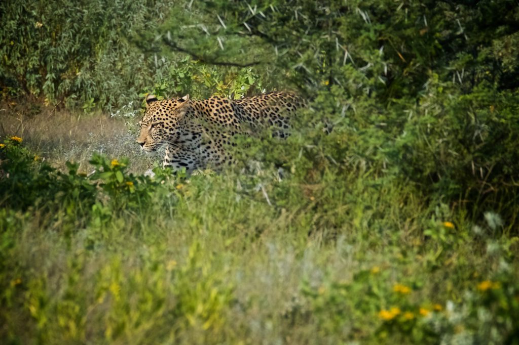 Gepard v NP Etosha